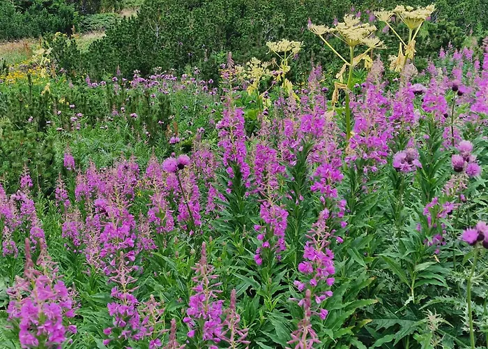 דירה Flora Tmf *